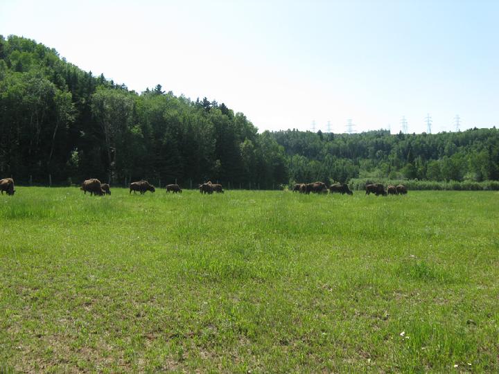 Ferme 019.JPG